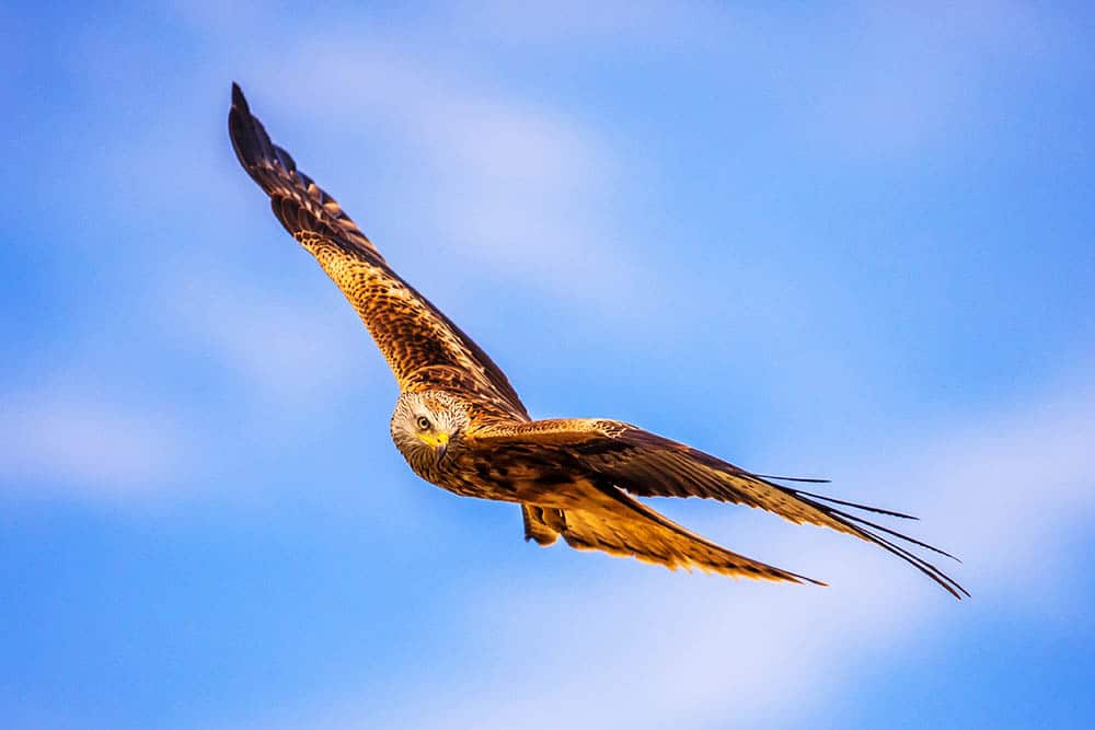 Animales voladores: explorando el cielo